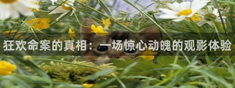 小巷人家电视剧免费播放在线观看星辰影院