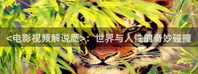 狂飙免费观看完整版电视剧星辰影院